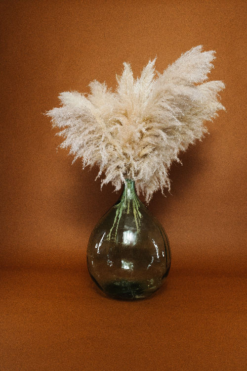 ShopBella Lexie Extra Large and Fluffy 48" Tall Natural DRIED PAMPAS GRASS Bouquet